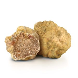 European white truffle